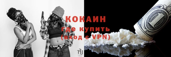 прущие грибы Новозыбков