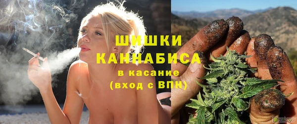 прущие грибы Новозыбков
